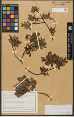 Foto von Salix waldsteiniana Willd.
